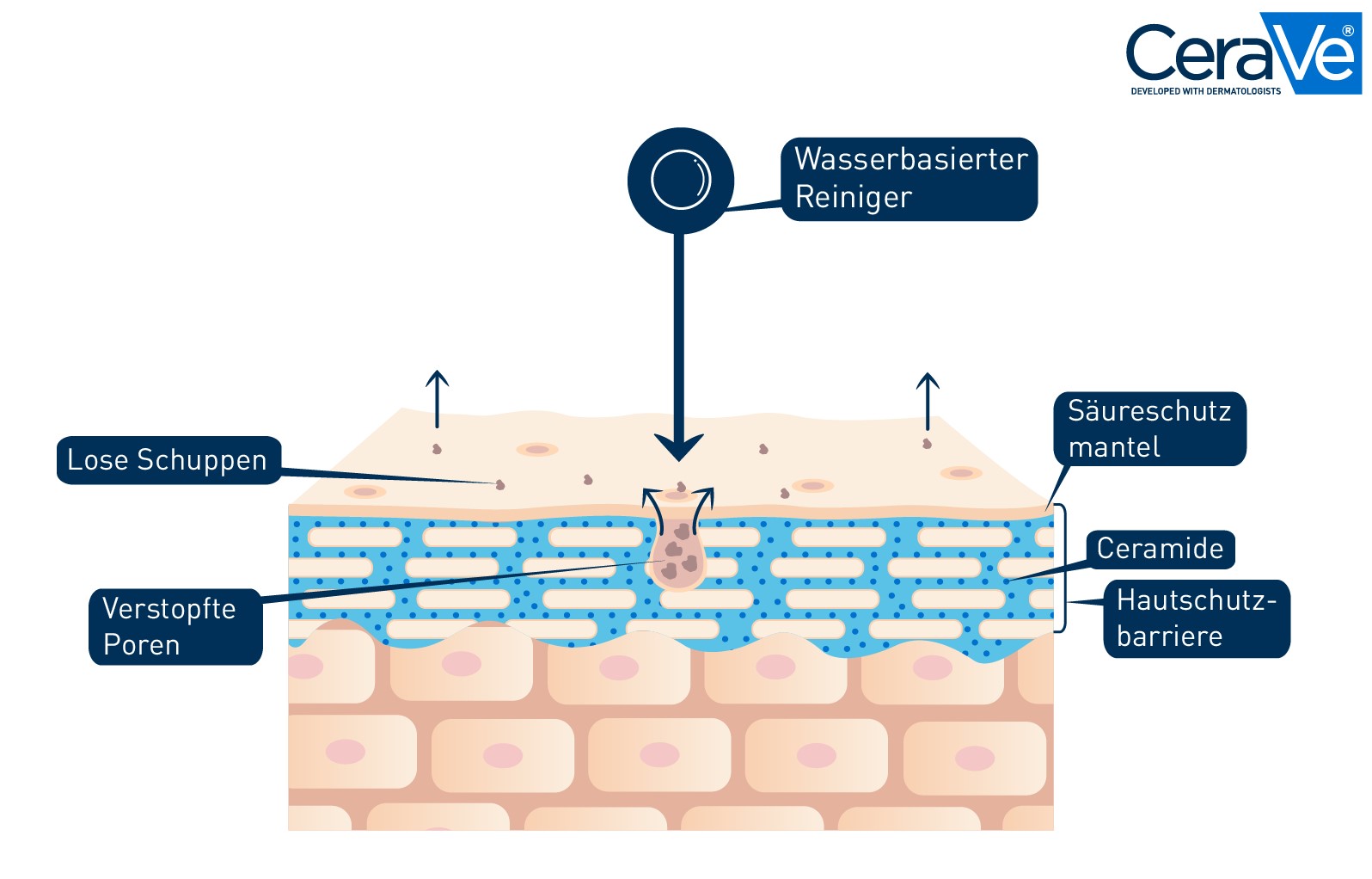 Grafik der Haut und der wasserbasierten Reinigung beim Double Cleansing